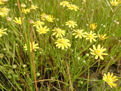 Blennosperma bakeri
