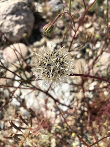 iNaturalist observation photo of Fremont's pincushion