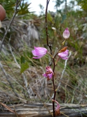 Calopogon