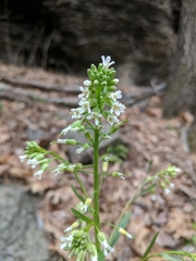 Borodinia missouriensis