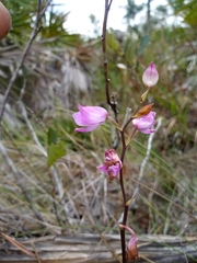 Calopogon