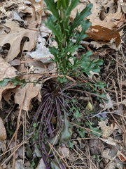 Borodinia missouriensis