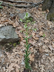 Borodinia missouriensis
