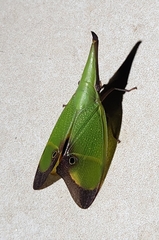 Odontoptera carrenoi image