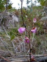 Calopogon
