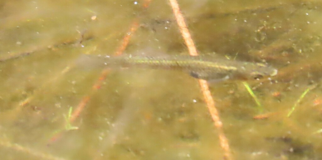 Eastern Mosquitofish from Coomba Park NSW 2428, Australia on November