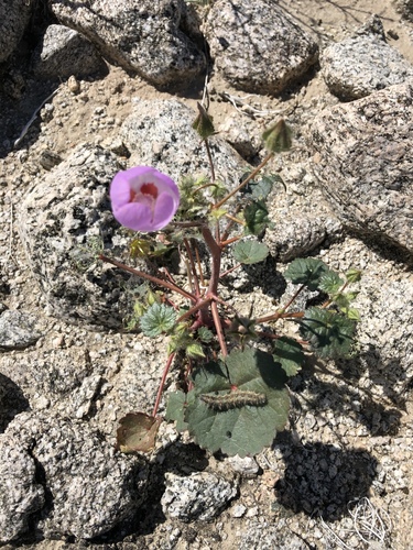 iNaturalist observation photo of desert fivespot