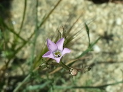 Saltugilia latimeri