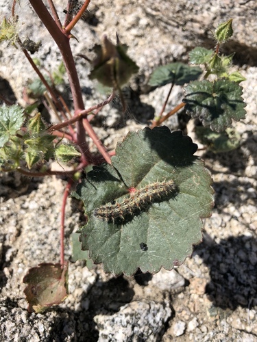 iNaturalist observation photo of Painted Lady