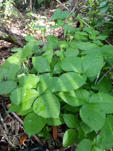 Arisaema triphyllum image