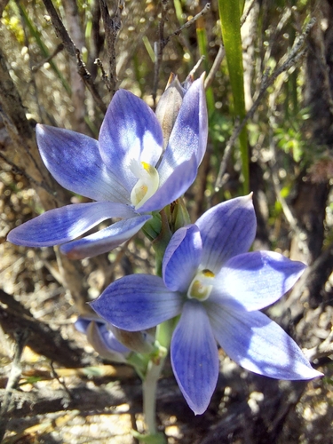 Image of Thelymitra aristata by (c) Brendan Costello, some rights reserved (CC BY)