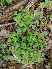 Phacelia ranunculacea
