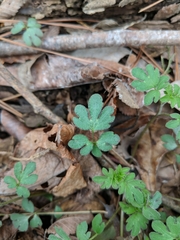 Phacelia ranunculacea
