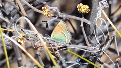 Callophrys mcfarlandi