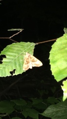 Phlogophora