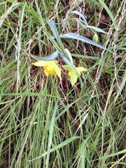 Calochortus pulchellus