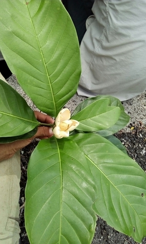 Magnolia wetteri image