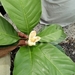 Magnolia wetteri - Photo (c) Marvin López M., alguns direitos reservados (CC BY-NC), uploaded by Marvin López M.