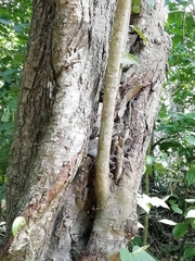 Nectandra turbacensis
