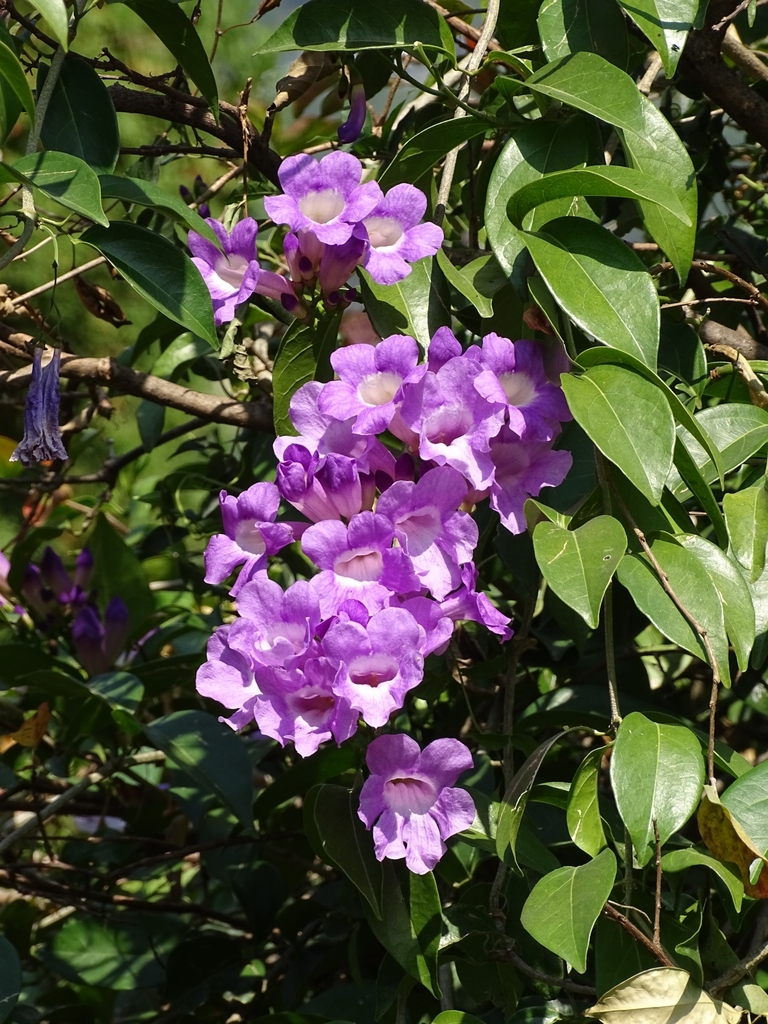Mansoa alliacea, XWWQ+G82, near New Sigma Tour & Travels, Katra, Purana Droorh, 182320