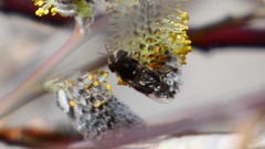 Copestylum marginatum