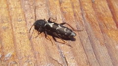 Neoclytus conjunctus