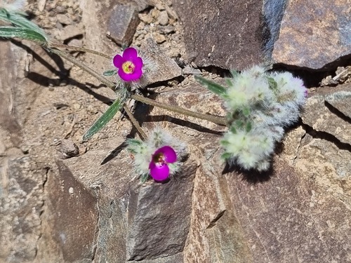Montiopsis capitata (Montiopsis capitata)