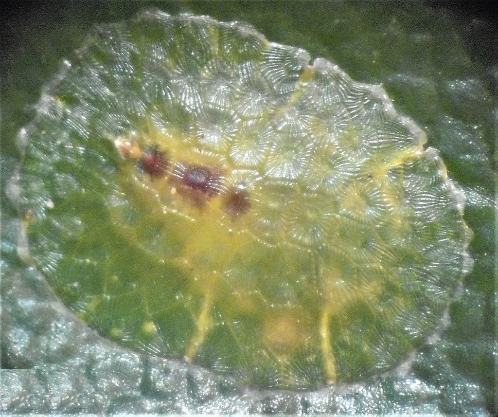 Aphenochiton