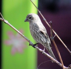 Haemorhous mexicanus