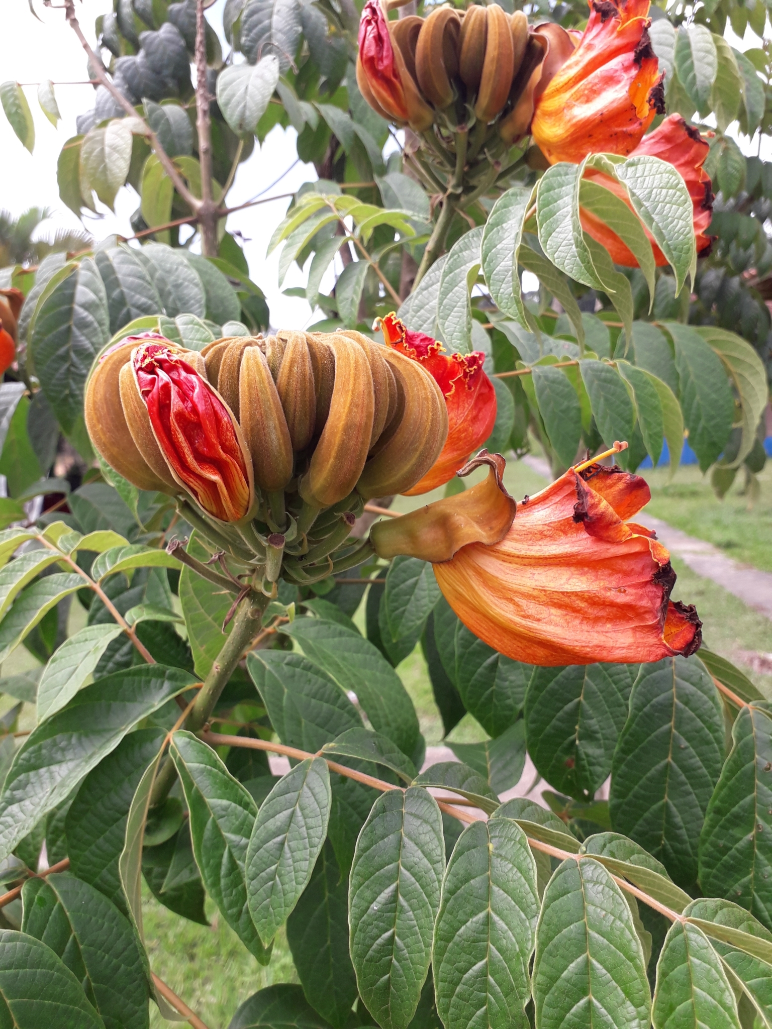 Spathodea campanulata