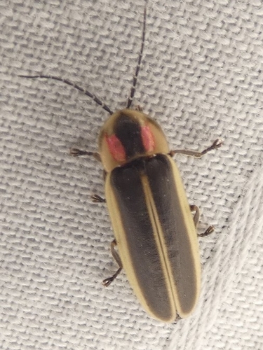 Cattail Flash-train Firefly