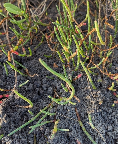 Image of Salicornia ambigua by (c) Sam Taylor, some rights reserved (CC BY)