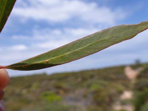 Eucalyptus blaxellii L.A.S.Johnson & K.D.Hill 3