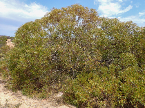 Eucalyptus blaxellii L.A.S.Johnson & K.D.Hill