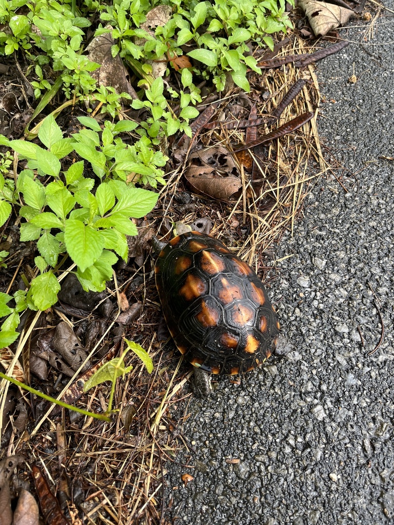 Ryukyu Yellow-margined Box Turtle in November 2023 by Nakatada Wachi ...