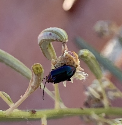 iNaturalist observation photo of Purple-collared Flea Beetle