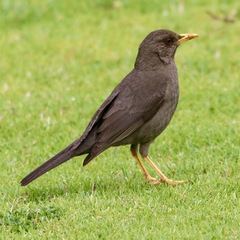 Turdus chiguanco