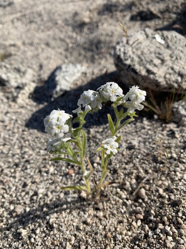 iNaturalist observation photo of Cynoglosseae