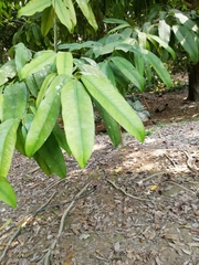 Garcinia macrophylla