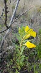 Oenothera tubicula