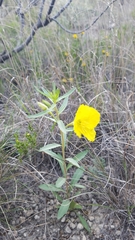 Oenothera tubicula