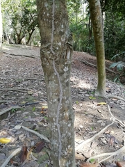 Garcinia macrophylla