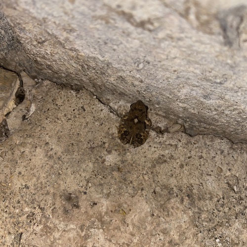 Central American Gulf Coast Toad, Zamorano, San Antonio De Oriente, Francisco Morazán, HN, photo 9 of 10
