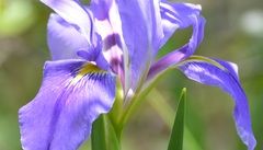 Iris giganticaerulea