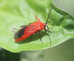 Phauda flammans