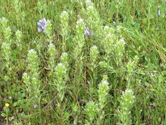 Castilleja attenuata