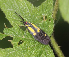 Soritia pulchella
