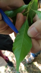 Lithocarpus konishii