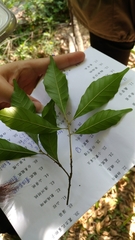 Lithocarpus konishii