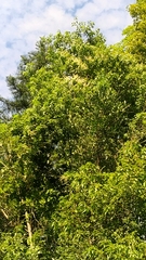 Lithocarpus konishii